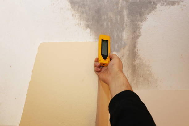 Best Crawl Space Mold Remediation  in Coal City, WV