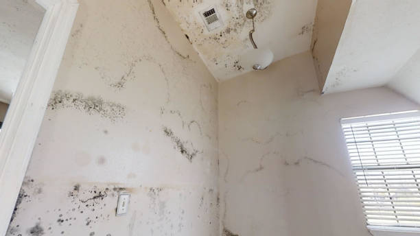 Best Asbestos and Lead Testing During Mold Inspection  in Coal City, WV