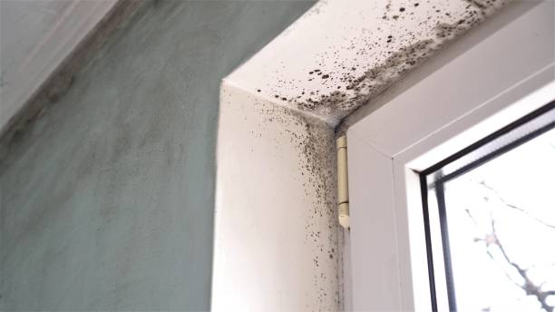 Best Mold Removal for HVAC Installations  in Coal City, WV
