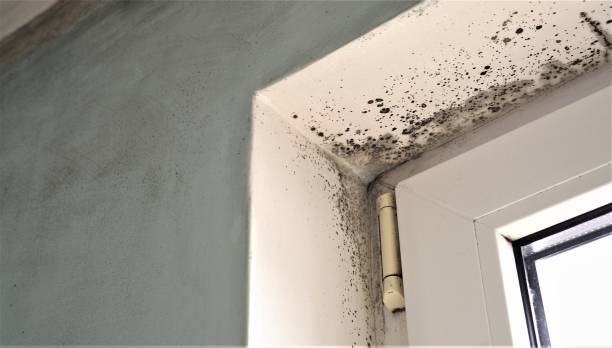 Best Attic Mold Removal  in Coal City, WV
