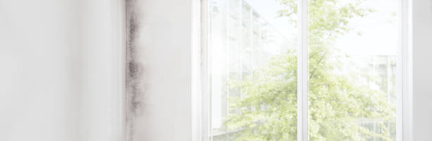 Best Mold Documentation for Insurance Claims  in Coal City, WV